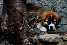 Jake_St._Bernard_Puppy_007_KTA7010