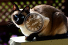 Jessie_Siamese_Cat_KTA_001_KCM0558