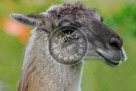 Lama_KMT4029