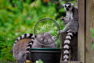 Lemur_Ring_Tailed_01_KMT4362