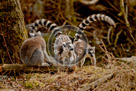 Lemur_Ring_Tailed_02_KMT7491