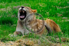 Lioness_KTA2446