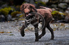 Mac_Golden_Doodle_001_KTB0577