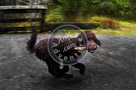 Mac_Golden_Doodle_002_G0178983