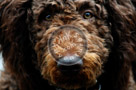 Mac_Golden_Doodle_003_KTB0941_005