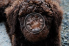 Mac_Golden_Doodle_Puppy_004_KTB1279