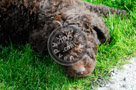 Mac_Golden_Doodle_Puppy_005_KTB1254