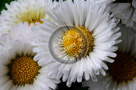 Miniature_Daisy_001_KTB3041