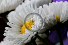 Miniature_Daisy_002_KTB2823