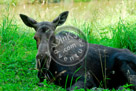 Moose_KMT4082