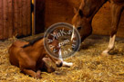Mother_N_Foal