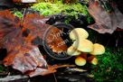 Mushrooms_01_KMT7549