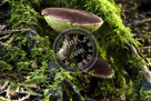 Mushrooms_02_HDR2