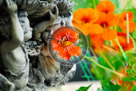Nasturtium_KMT4666