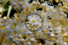 Oceanspray_001_KTA8151