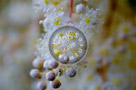 Oceanspray_002_KTA8285