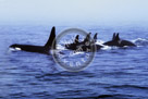 Orca_Killer_Whale_Pod_01