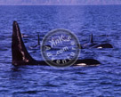 Orca_Killer_Whale_Pod_02