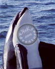 Orca_Killer_Whale_Spy_Hop