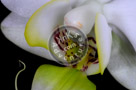 Orchid_001_KTB0815