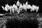 Pampas_Grass_Black_N_White_KMT7011