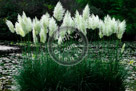 Pampas_Grass_KMT7011