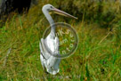 Pelican_KMT4067
