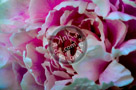 Peony_KTA7944