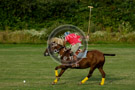 Polo_018_DSC_9997