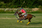 Polo_019_DSC_9999-Edit