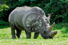 Rhinoceros_KMT4464