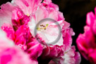 Rhododendrons_002_KTB2981-Edit