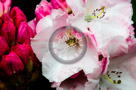 Rhododendrons_003_KTB2983