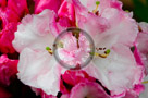 Rhododendrons_004_KTB2989