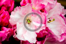 Rhododendrons_007_KTB2967