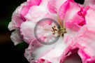 Rhododendrons_008_KTB2974