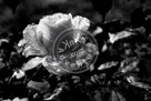 Rose_001_Black_N_White_KMT7454