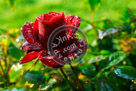 Rose_001_KMT7454