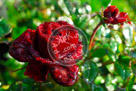 Rose_002_KMT7458