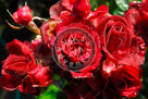 Rose_004_KMT7463
