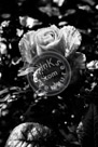 Rose_005_Black_N_White_KMT7475