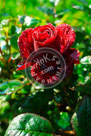 Rose_005_KMT7475