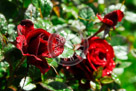 Rose_006_KMT6891