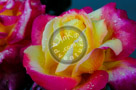 Rose_009_KTB0067