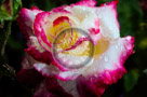 Rose_010_KTB0077