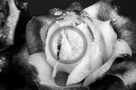 Rose_011_Black_N_White_KTB0112