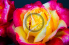 Rose_011_KTB0112