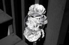 Rose_012_Black_N_White_KTB0199