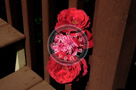 Rose_012_KTB0199