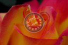 Rose_Love_N_Peace_Hybrid_T_007_KTB0691